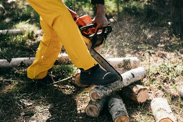 Træfældning - alt hvad du behøver at vide